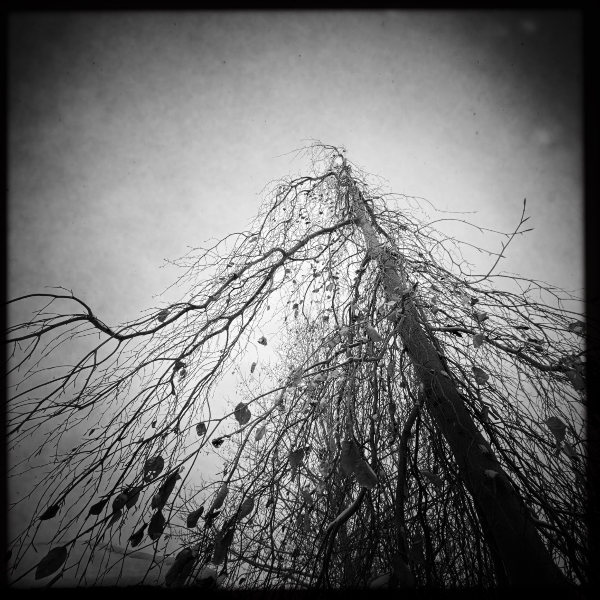 HMOriginal 13C8A181 605B 484B 9583 0ED71E095F13