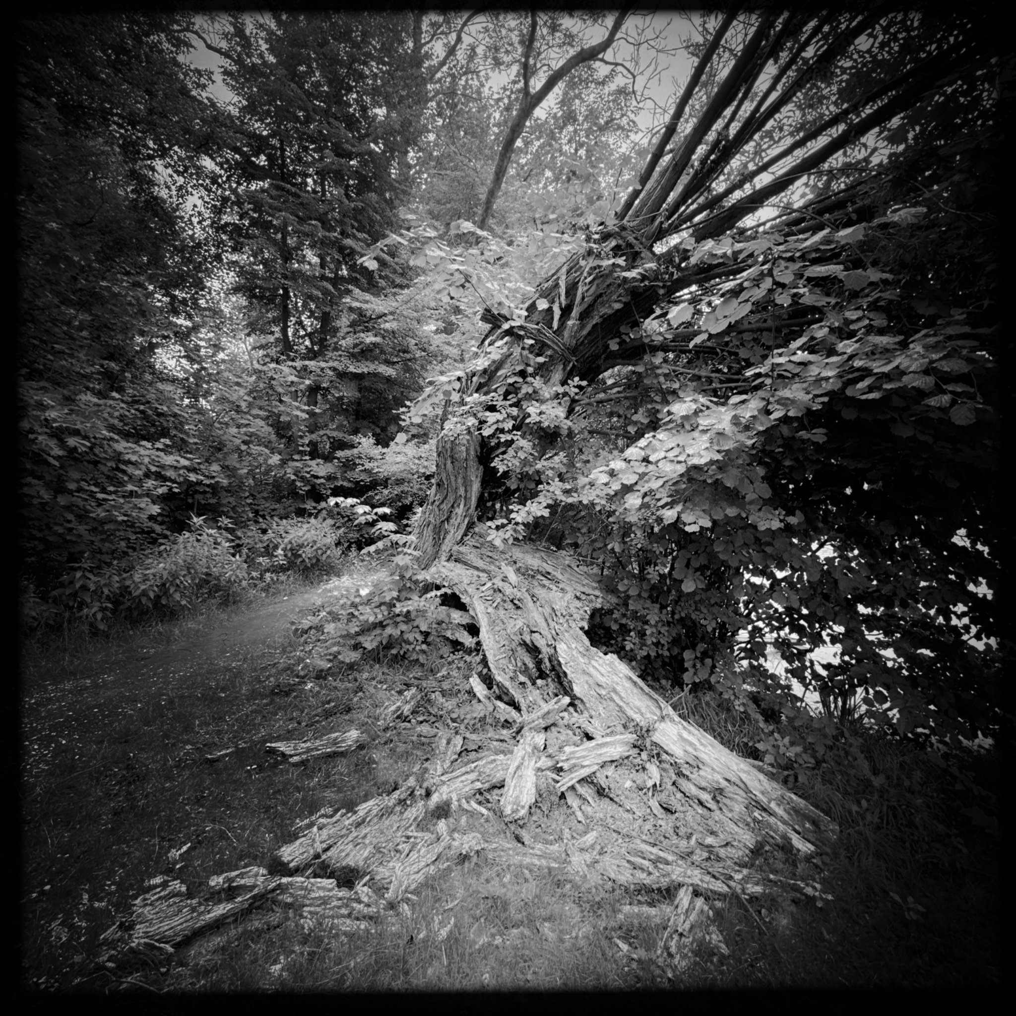 HMOriginal 14792566 D350 4B46 A006 261B120CC887