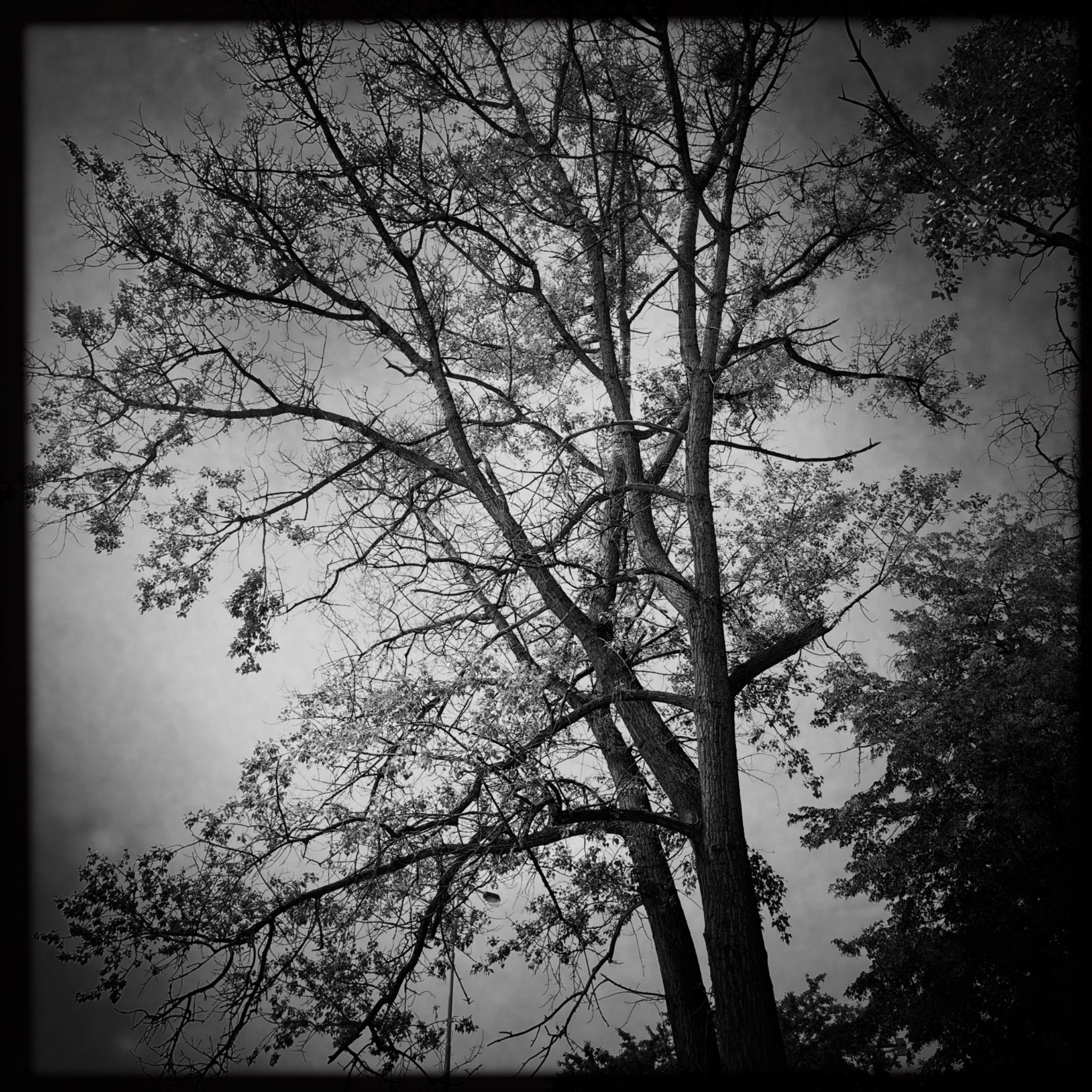 HMOriginal B7E6877F 43CE 41AE BABA 7947F62EF67A