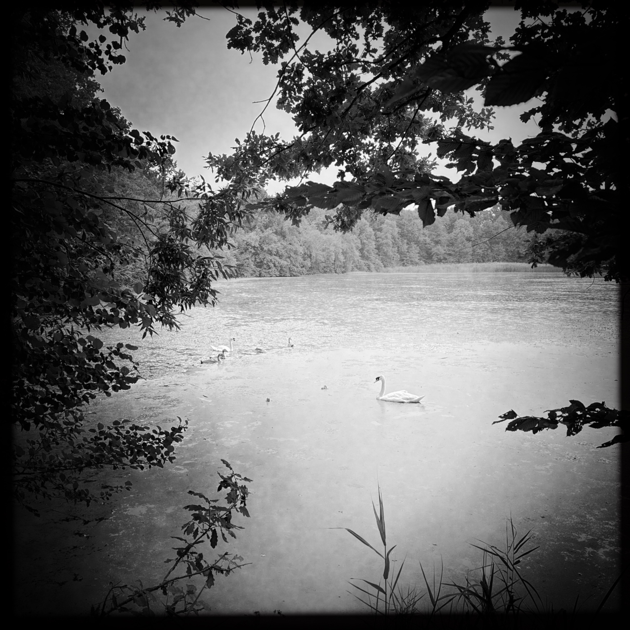 HMOriginal B9C69BC2 BA70 4F84 B151 19F02CCE0706