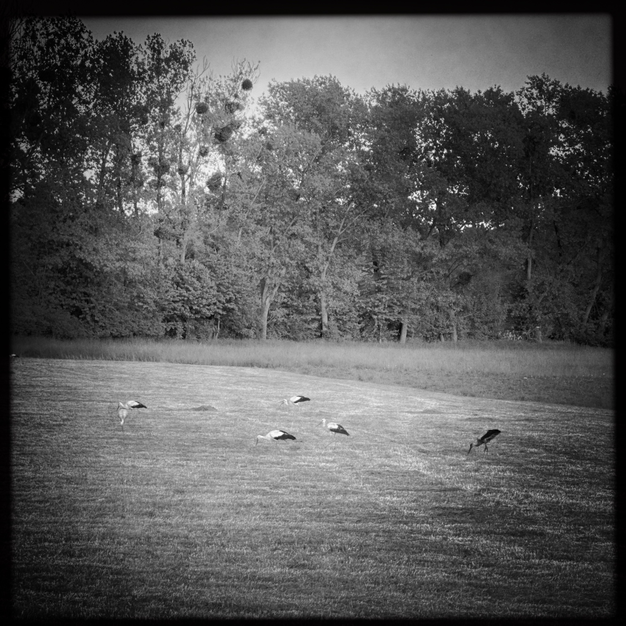 HMOriginal DF9E880A 8BEC 4AB0 8C3B 168E3495FF2B