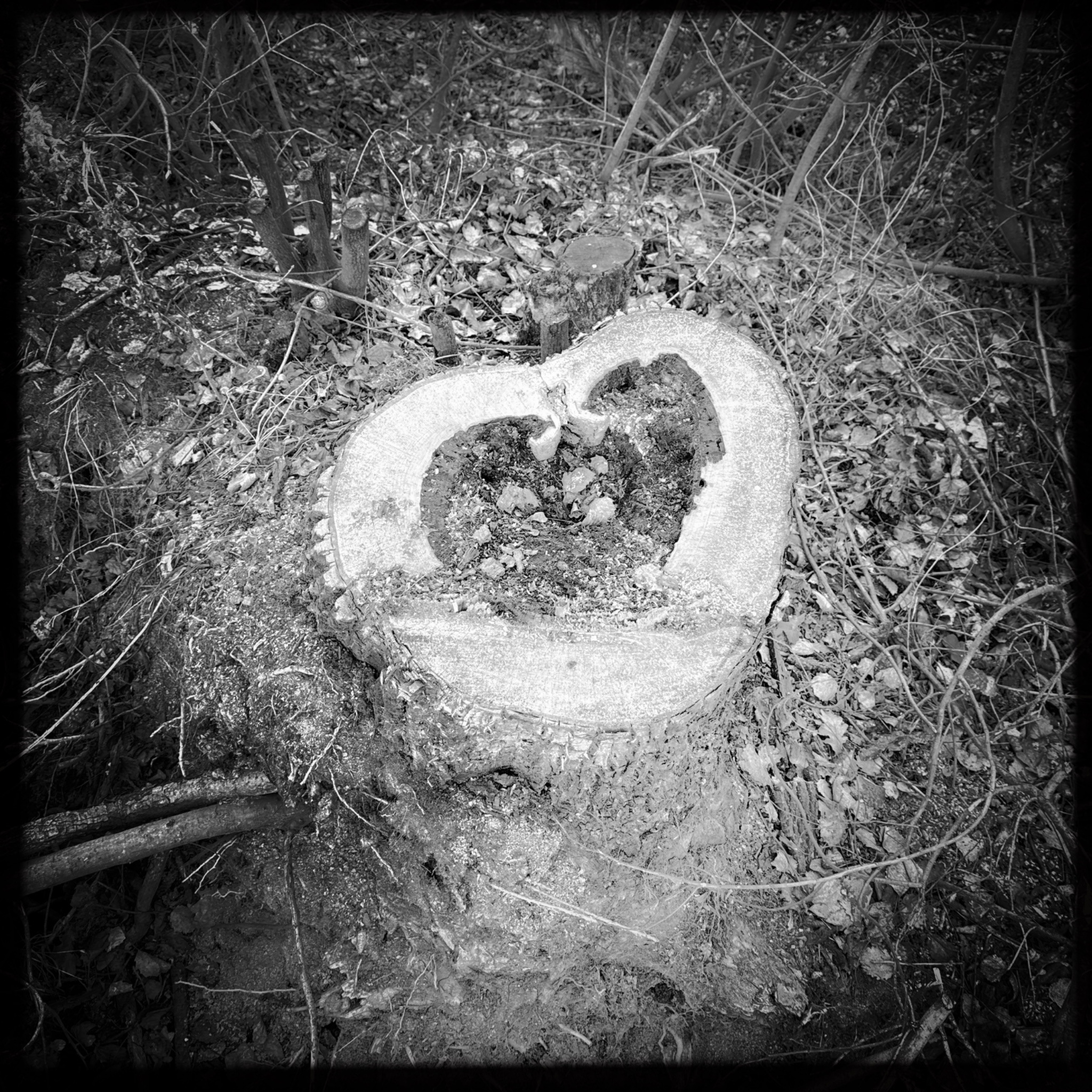 HMOriginal F7940CB8 CACE 47E6 A4FE 8F211F626FD3