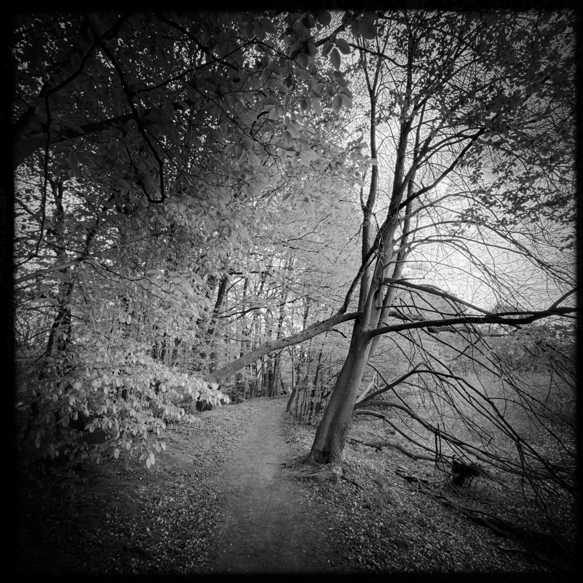 HMOriginal FC499585 7617 4FDA B628 65FC1D53D4D2