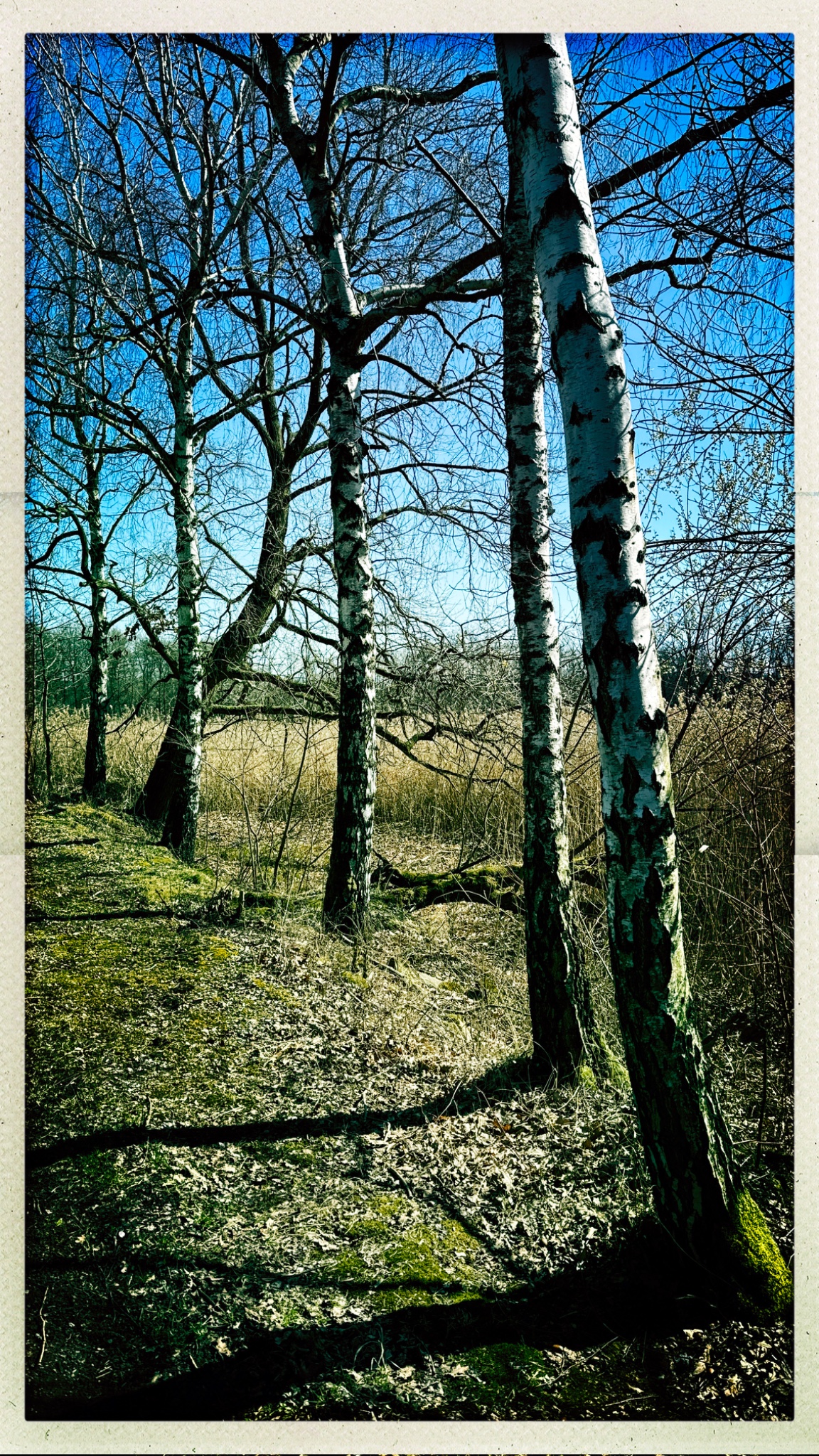 HipstamaticPhoto 764073976.060485