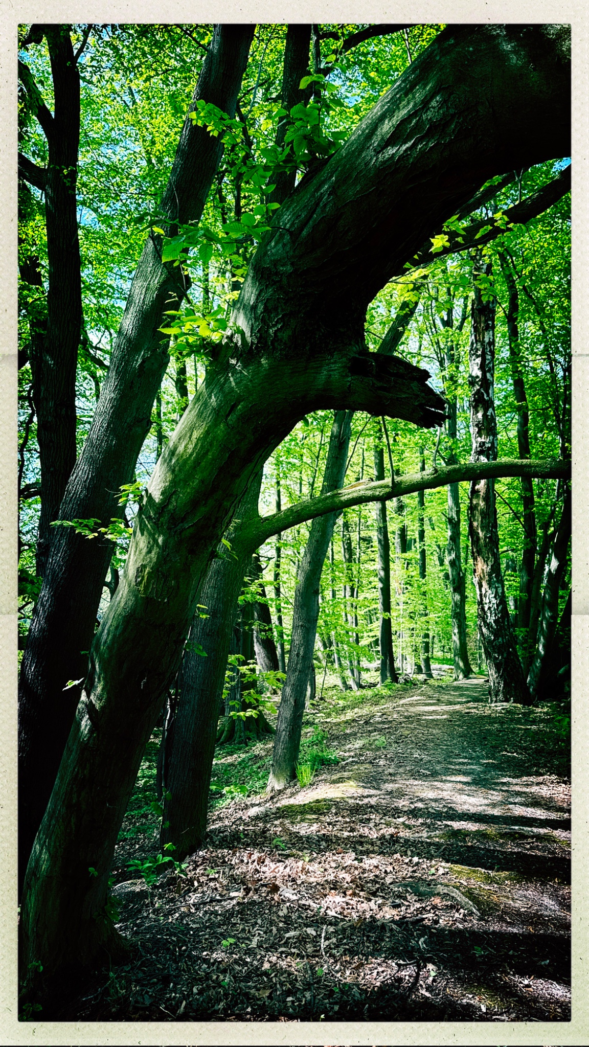 HipstamaticPhoto 767007500.952474