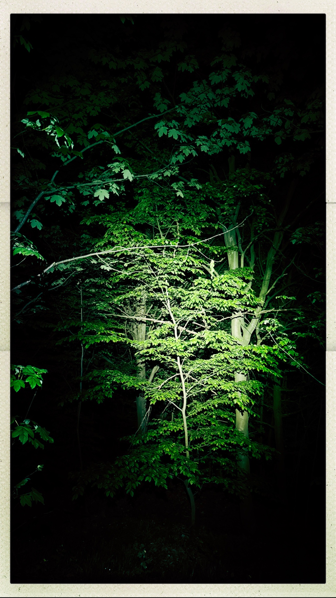 HipstamaticPhoto 768176637.173384