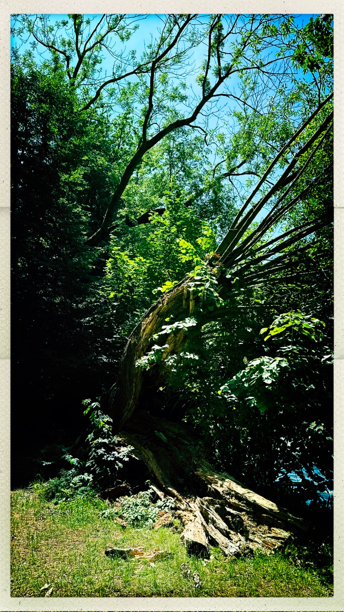 HipstamaticPhoto 773401996.112111