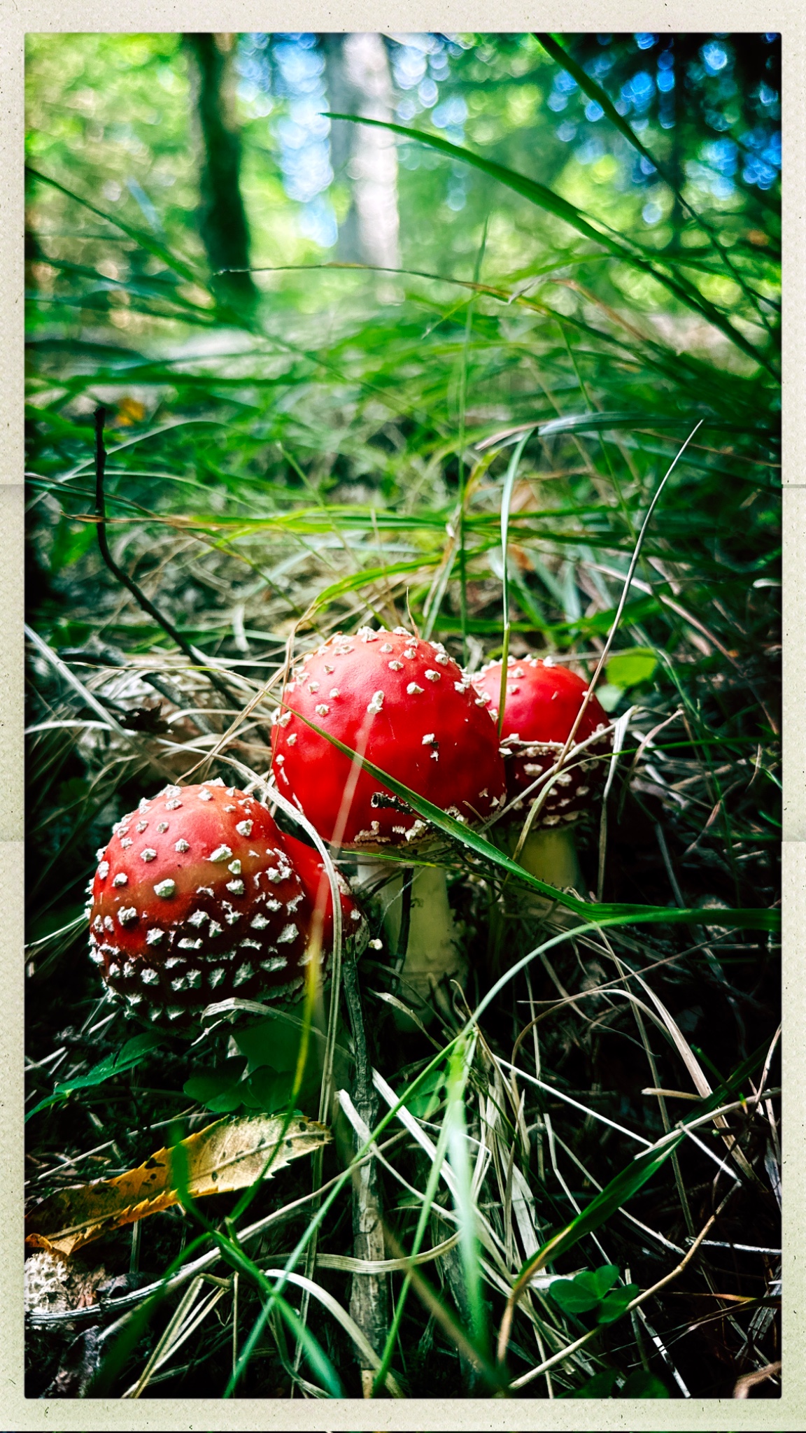 HipstamaticPhoto 777131310.623161