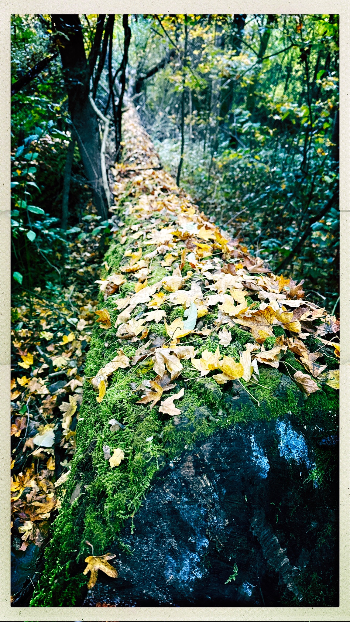 HipstamaticPhoto 782580017.434116