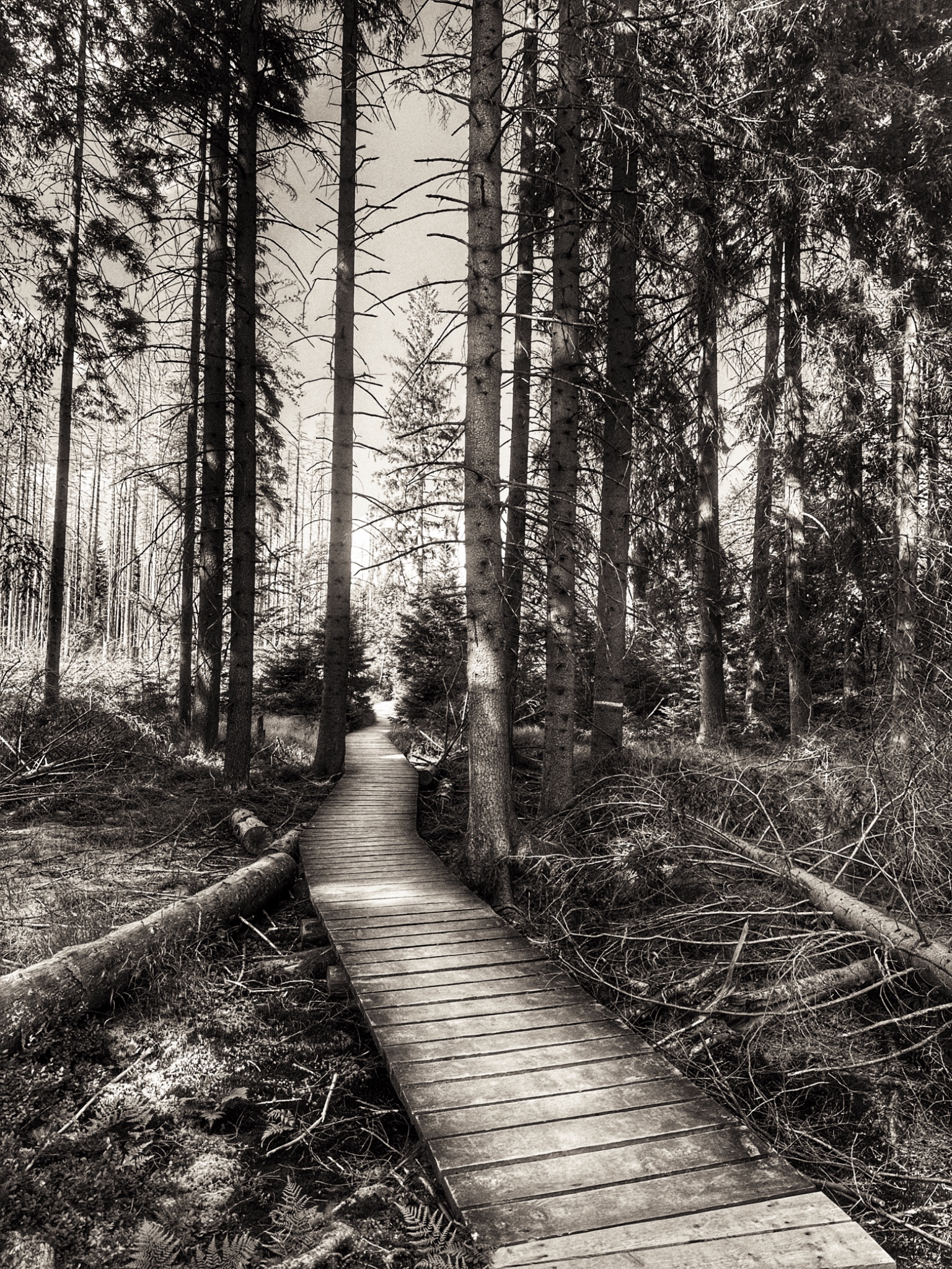 OriginalPhoto 777131439.759001