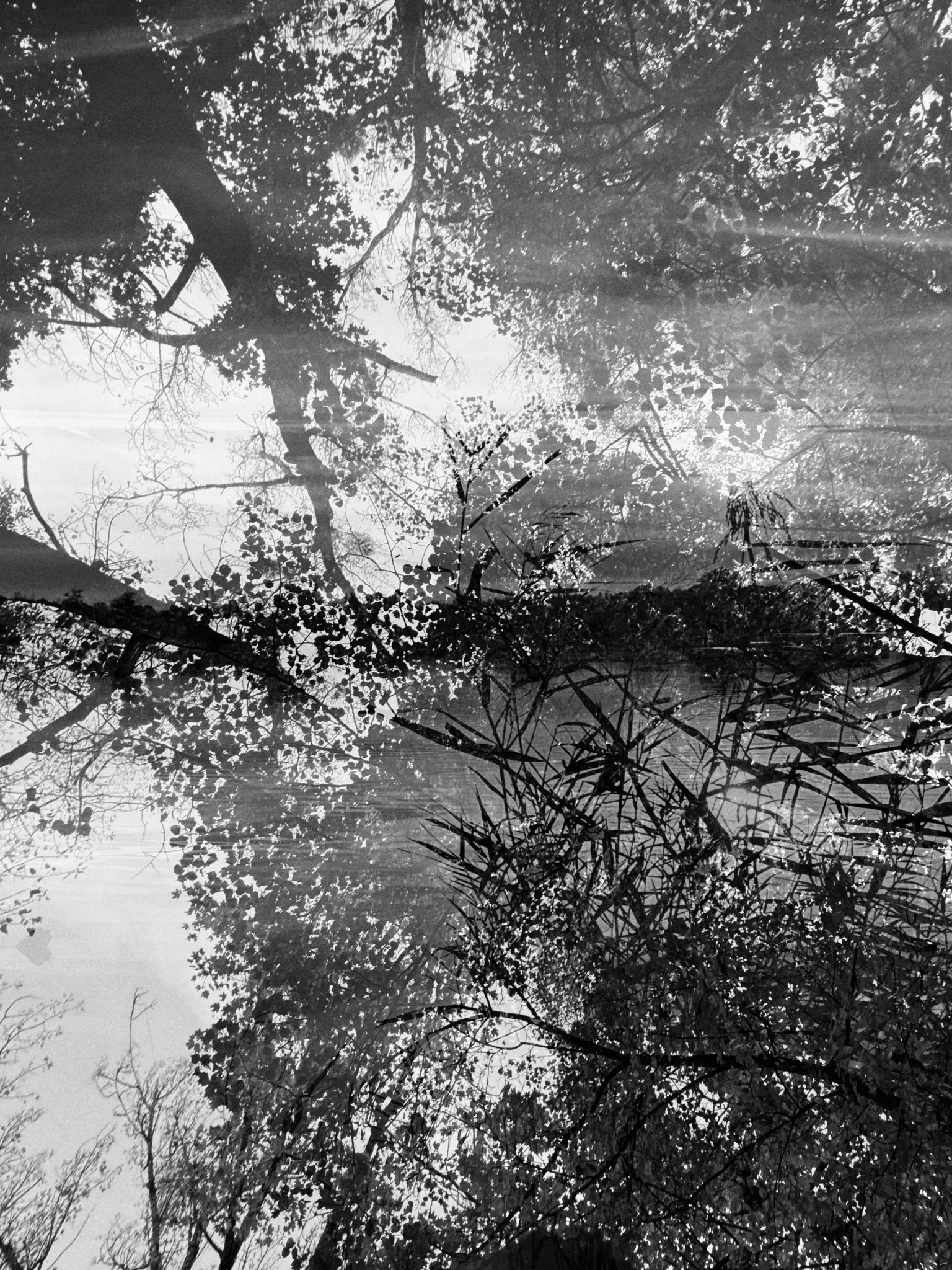 OriginalPhoto 782579896.495733