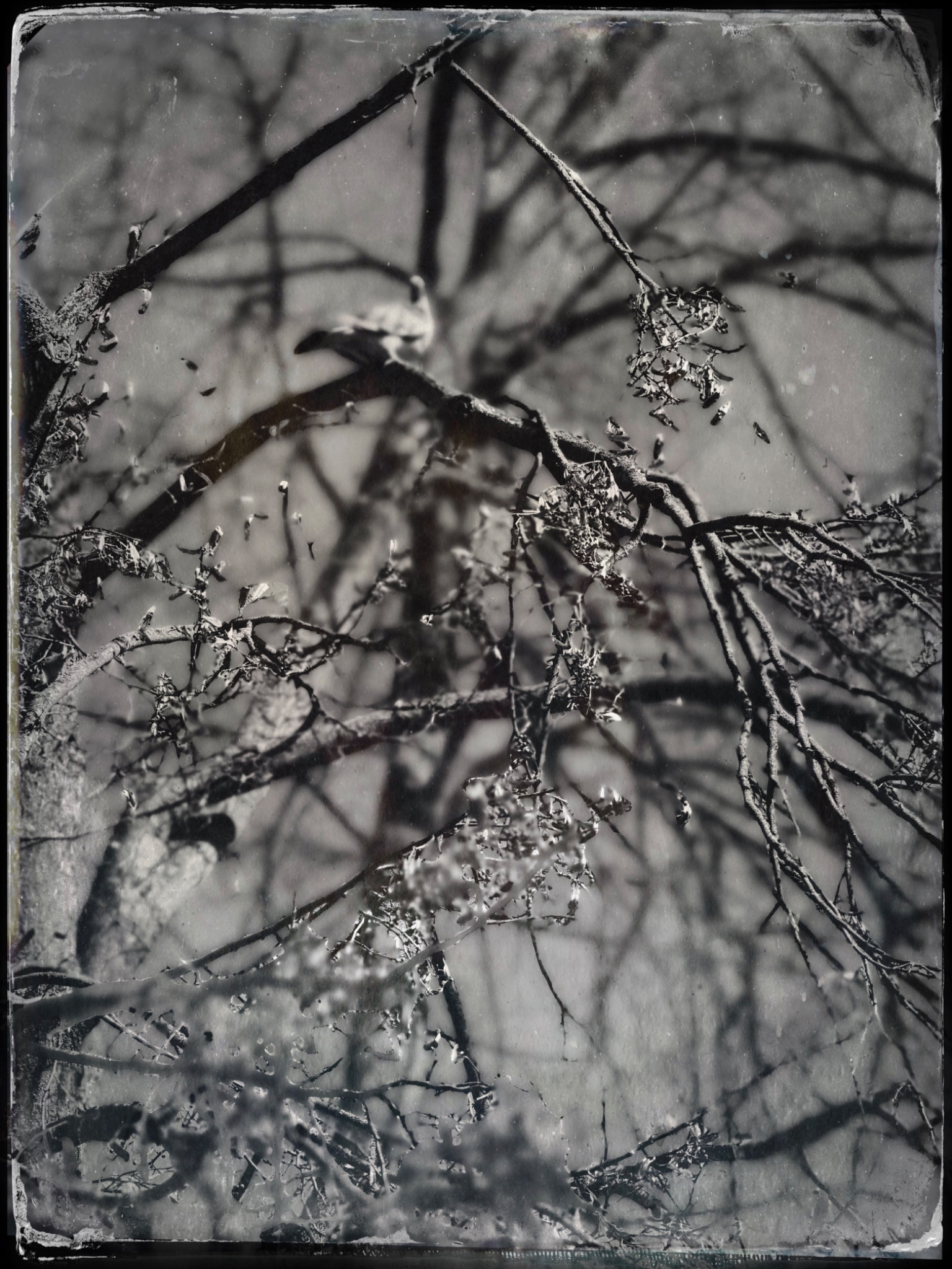 TTInputImage 764325307.188239