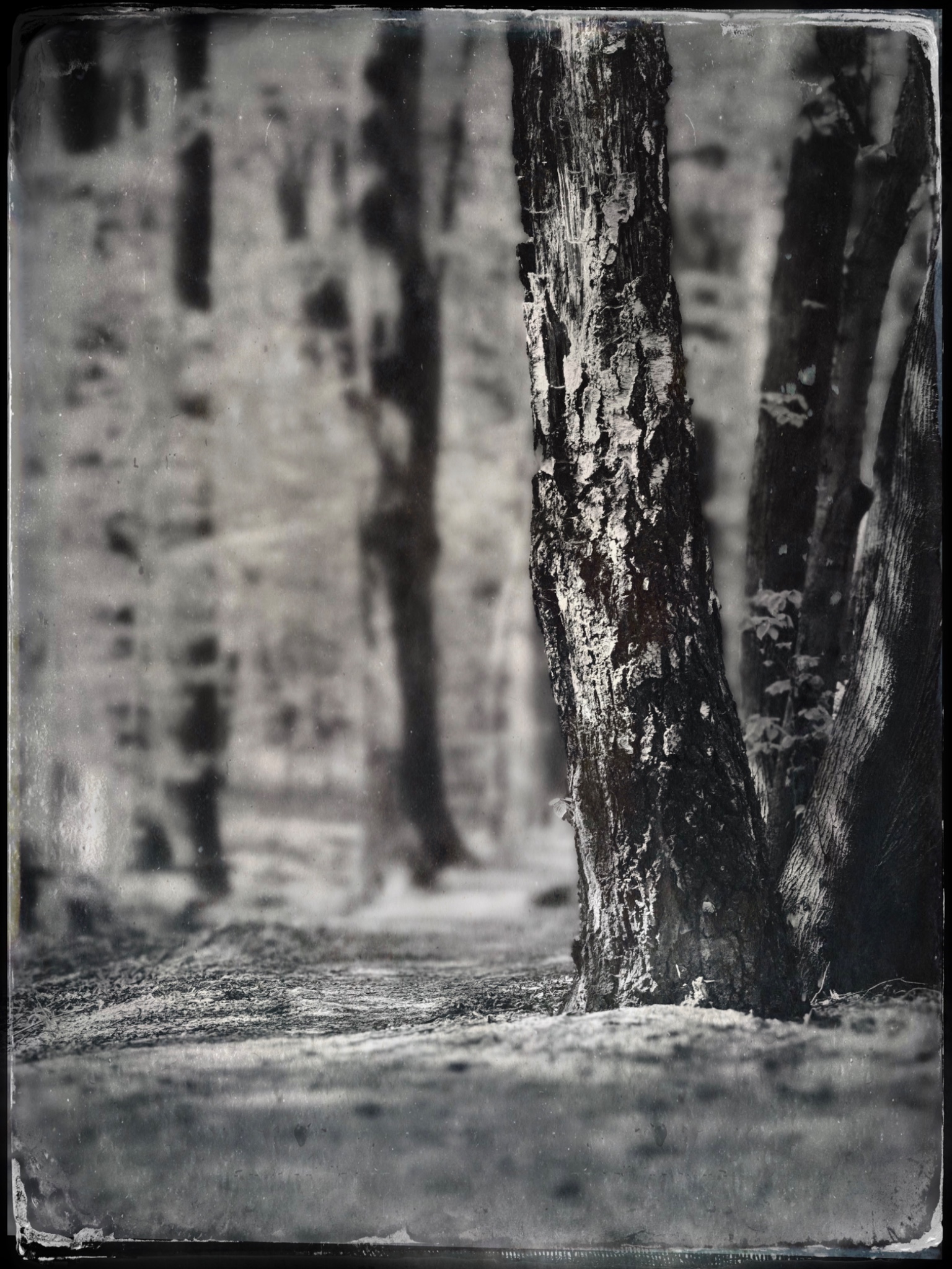 TTInputImage 767007605.504002