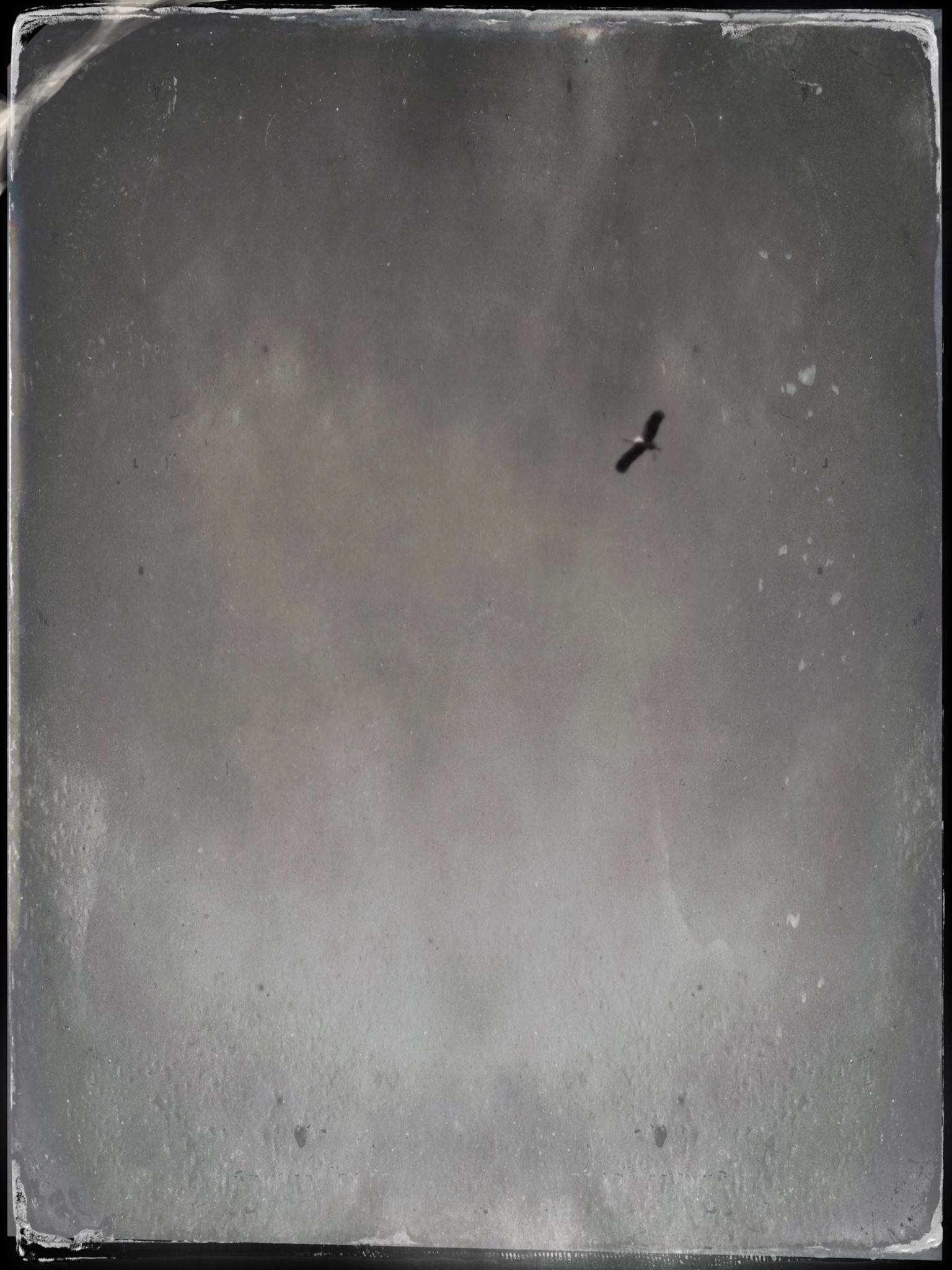 TTInputImage 767521477.389143