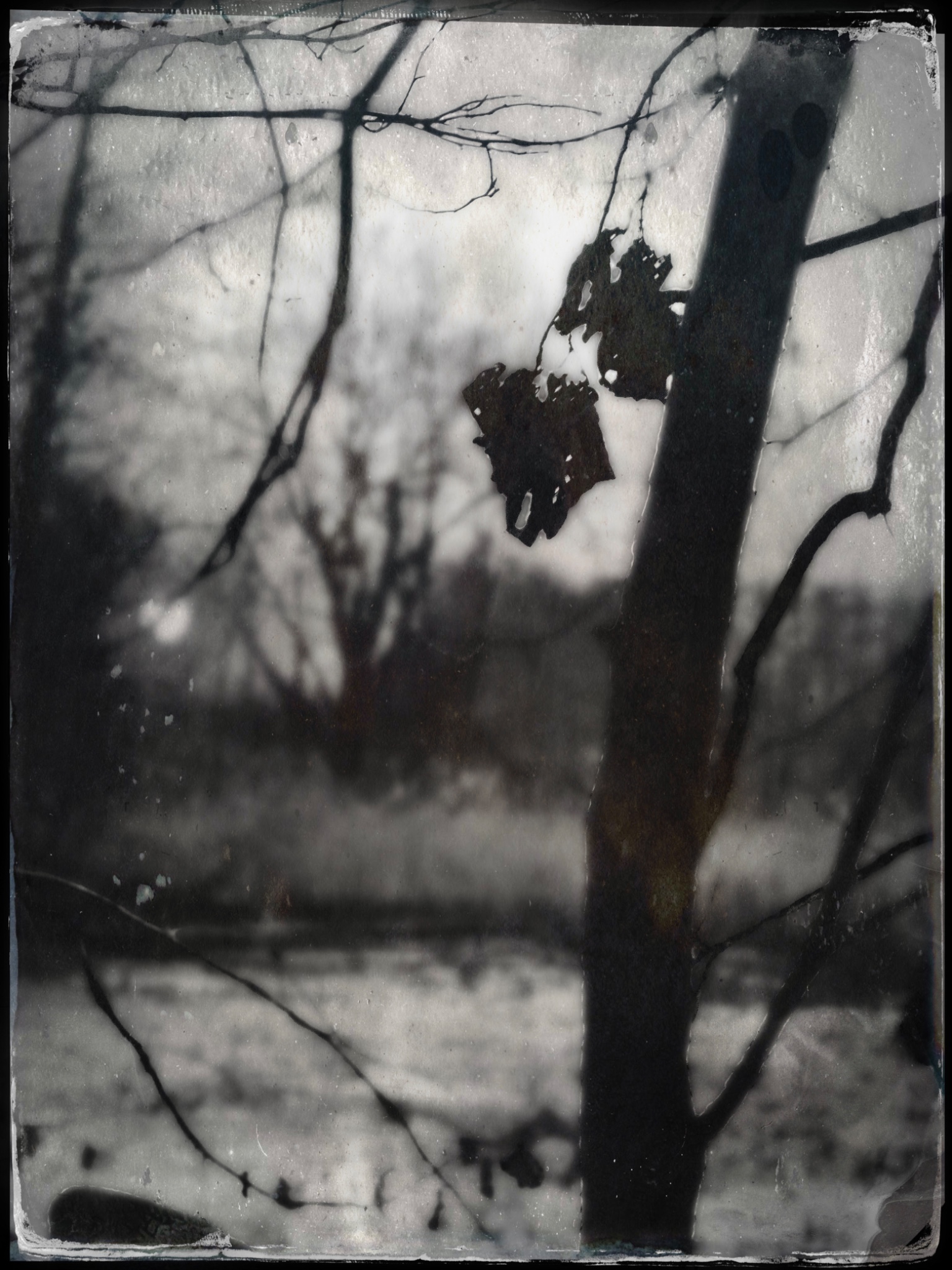 TTInputImage 794247499.794754