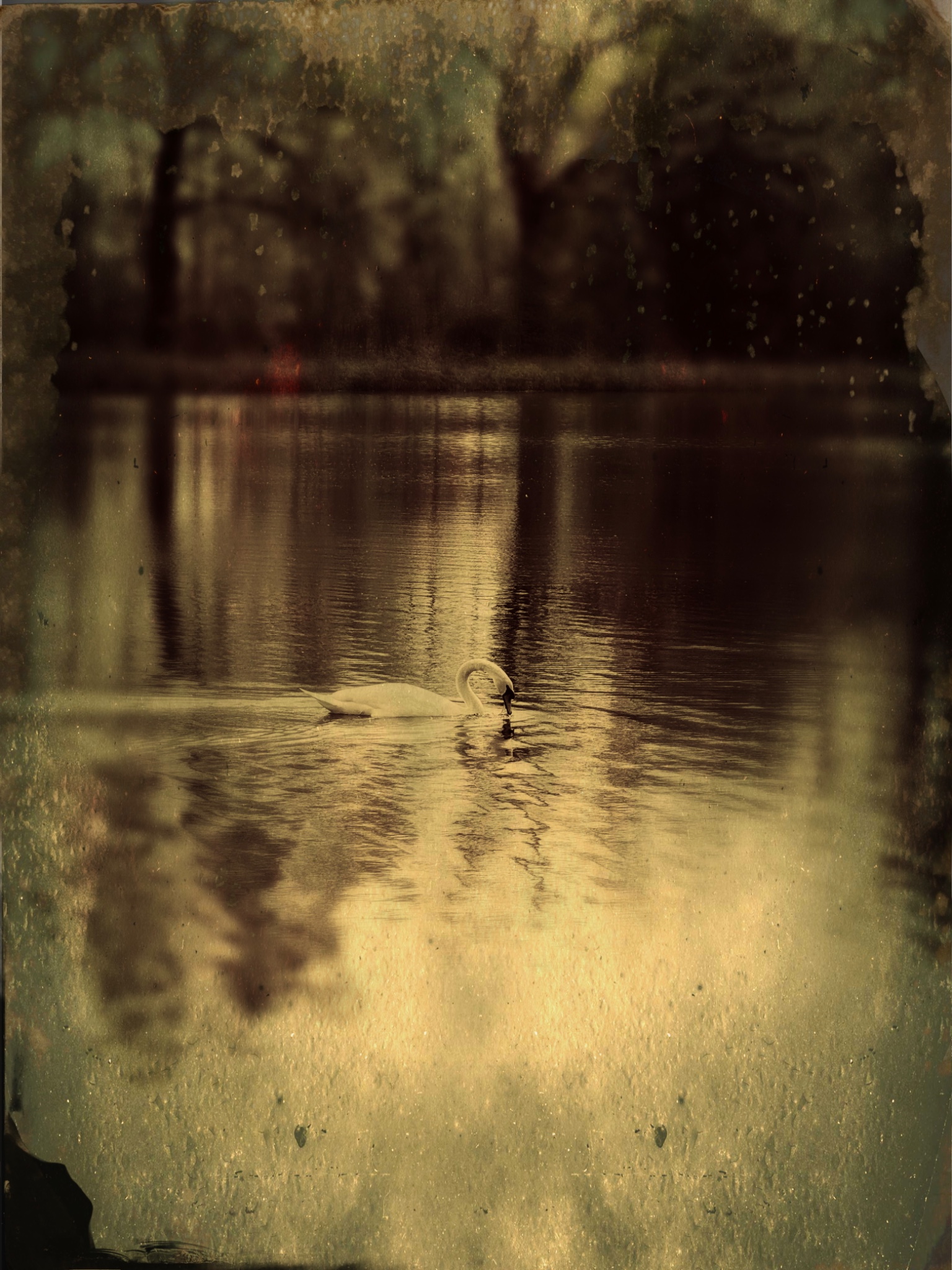 TinType 767181531.728902