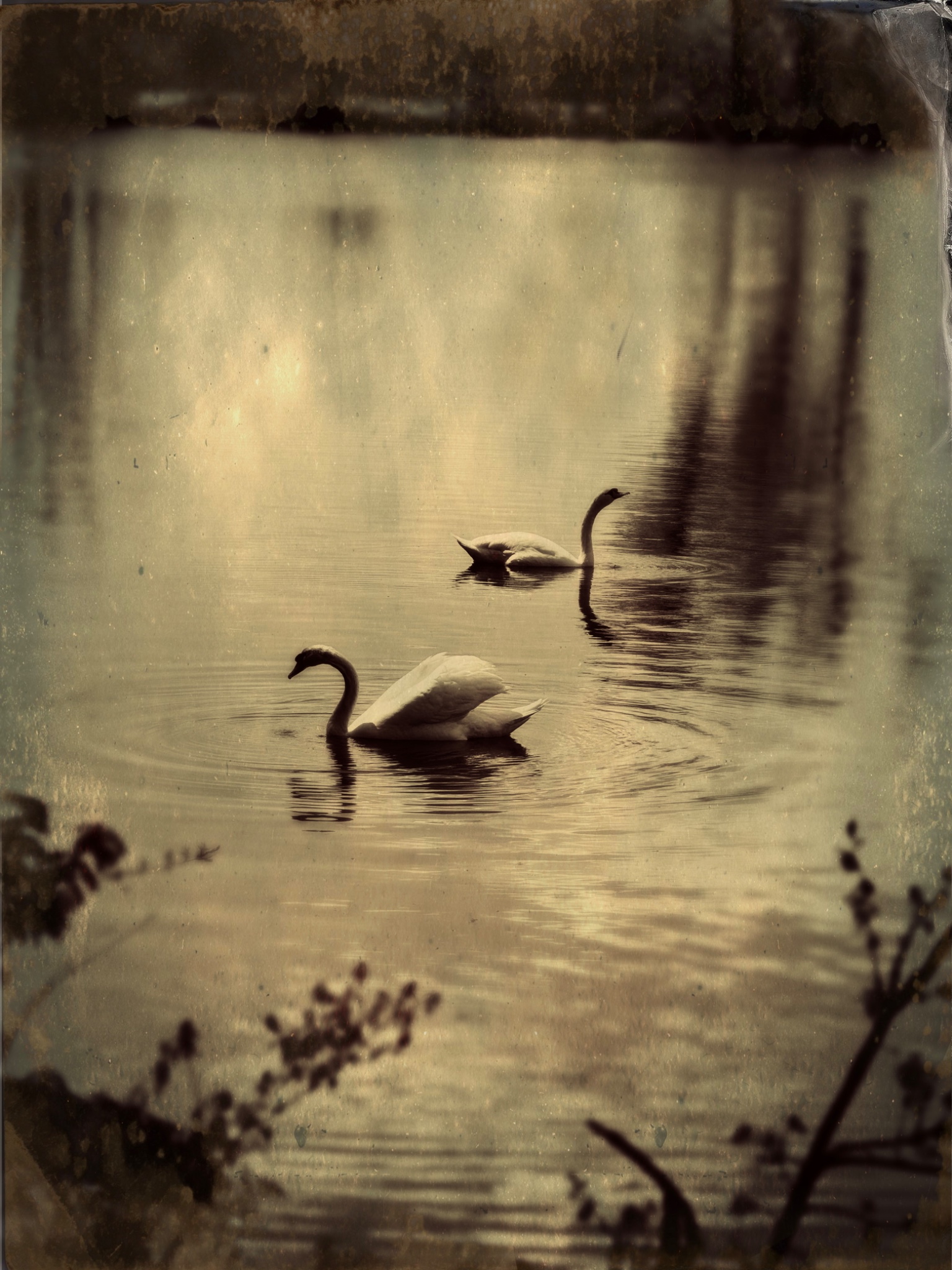 TinType 767354787.209422