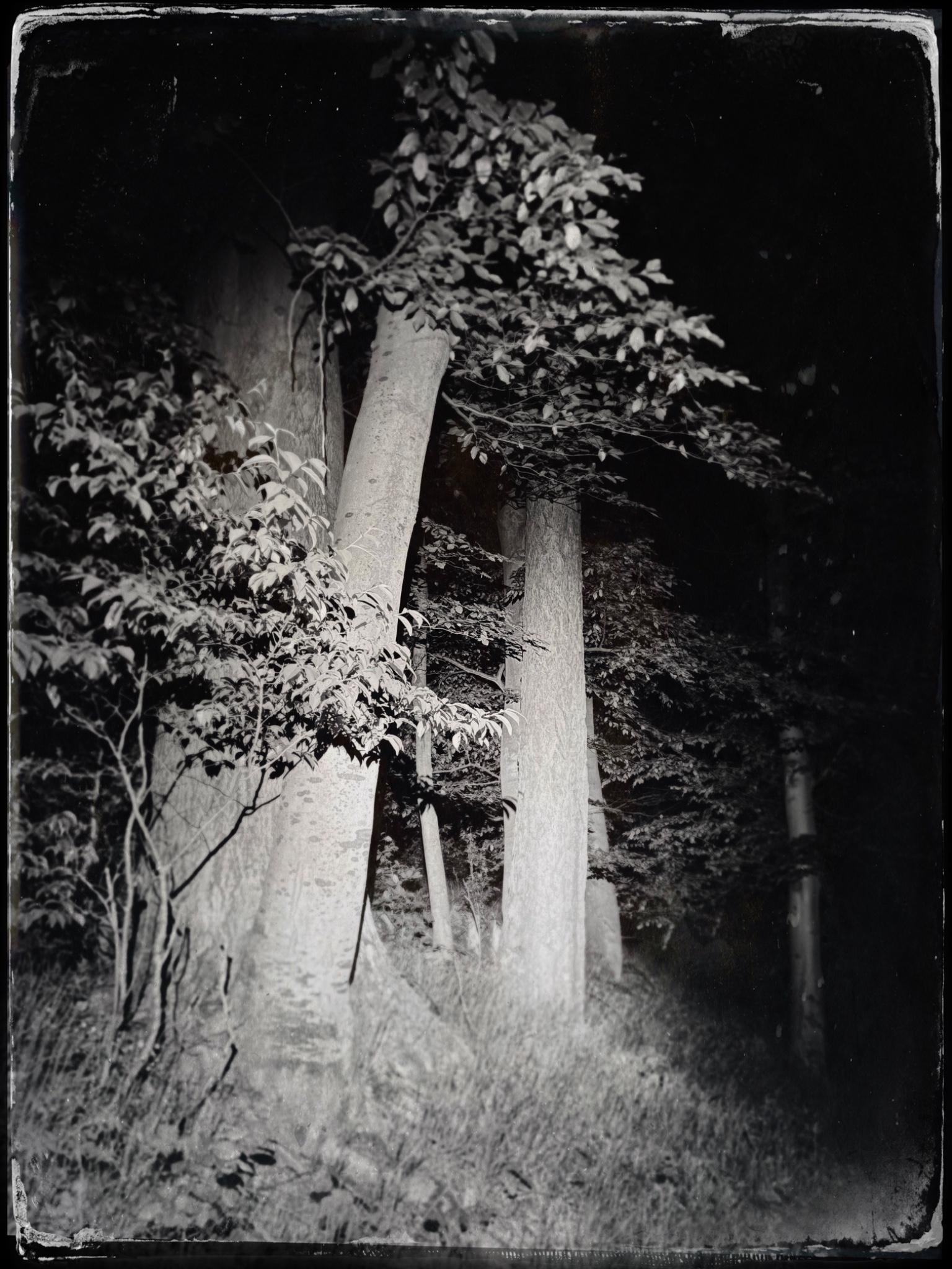 TinType 768176896.379230