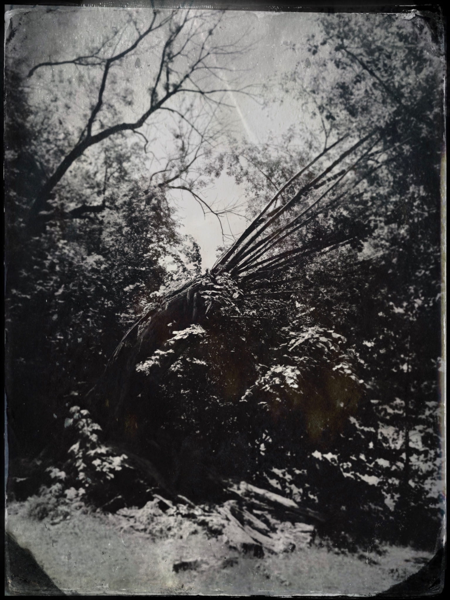 TinType 773402076.721416