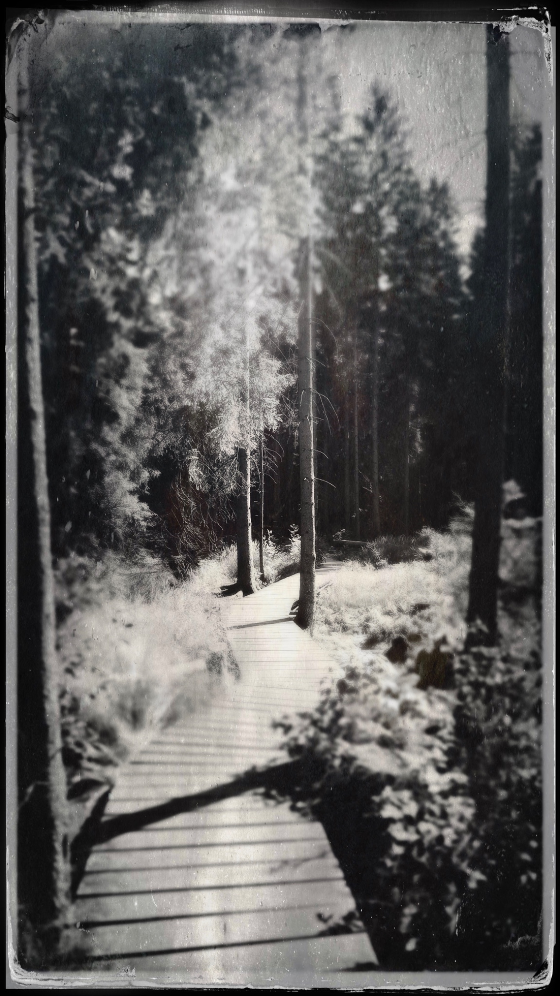 TinType 777130244.717635